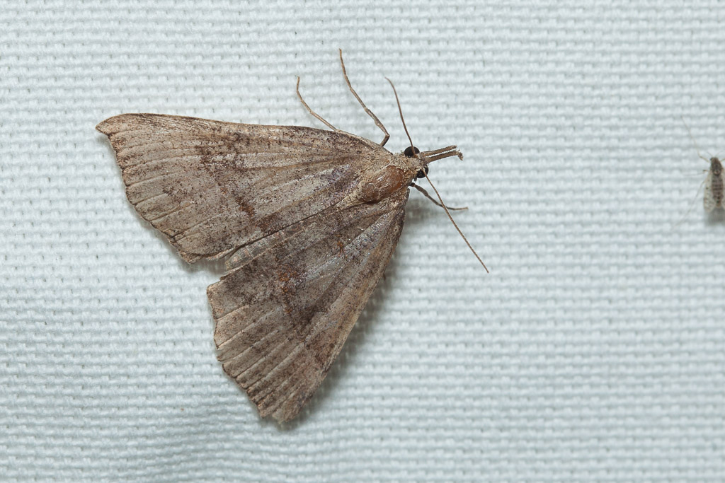 Jessica Joachim - Hypena proboscidalis - réf. 173215 (1024 x 683 pixels, 186 ko)