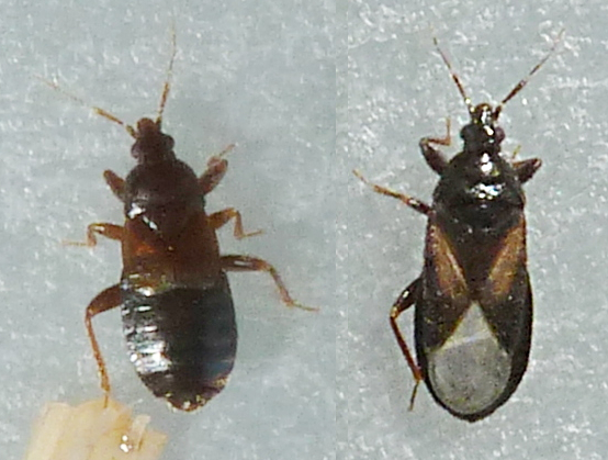 Michel Bertrand - Xylocoris (Xylocoris) cursitans - réf. 173936 (554 x 419 pixels, 183 ko)