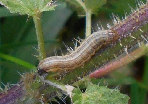 Mythimna sp.