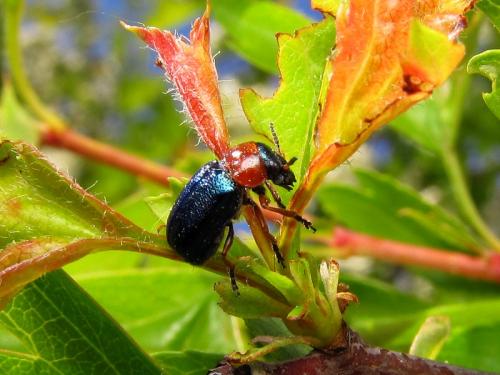 Réf. 174 913 : Chilotomina nigritarsis