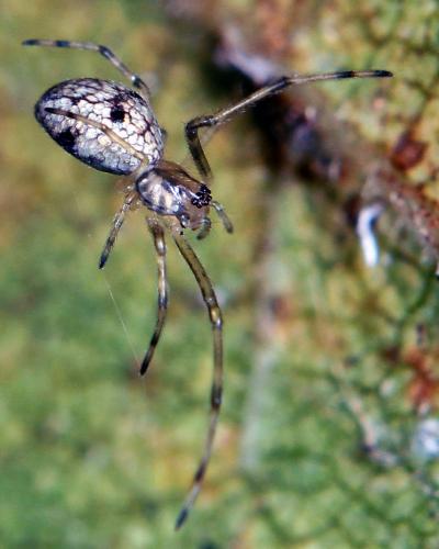 Tetragnatha sp.