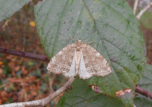 Epirrita sp.