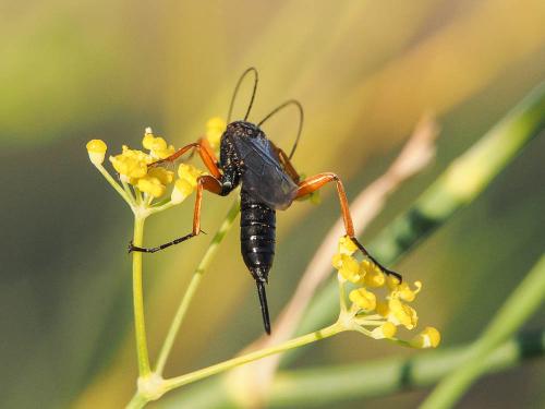 Réf. 174 178 : Pimpla rufipes