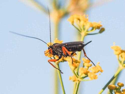 Réf. 174 180 : Pimpla rufipes