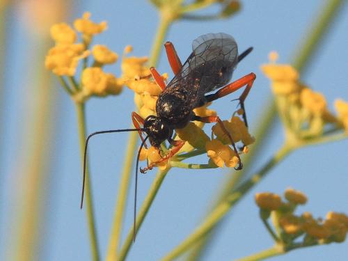 Réf. 174 177 : Pimpla rufipes