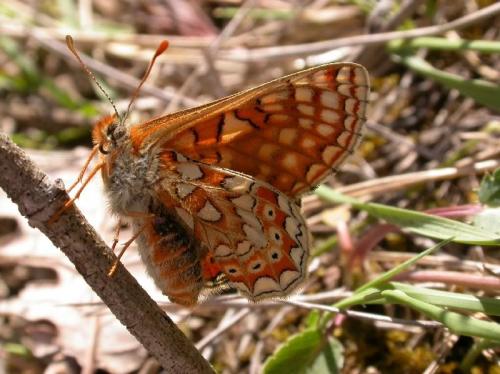 Réf. 174 753 : Euphydryas aurinia