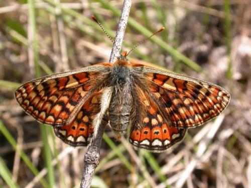 Réf. 174 752 : Euphydryas aurinia