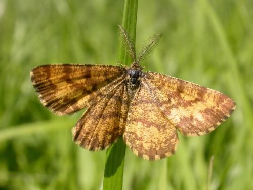 Réf. 174 820 : Ematurga atomaria