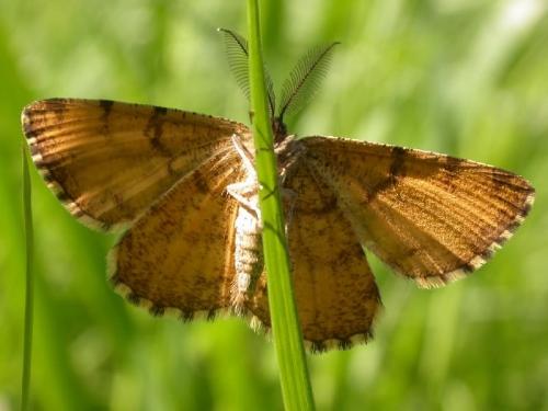 Réf. 174 821 : Ematurga atomaria