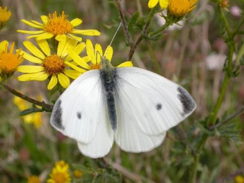 Réf. 174 060 : Pieris rapae