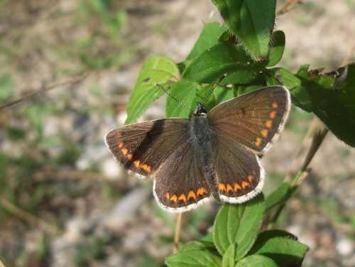 Aricia agestis