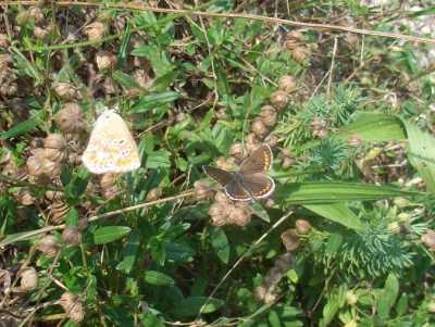 Aricia agestis