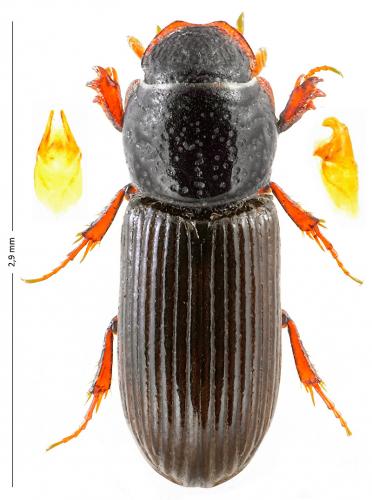 Pleurophorus caesus