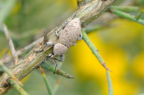 Geonemus flabellipes