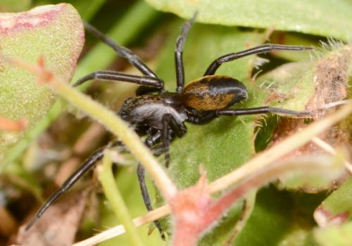 Titanoeca sp.