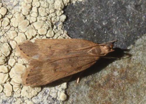Réf. 174 405 : Helcystogramma lutatella