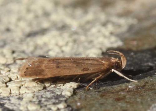 Réf. 174 384 : Helcystogramma lutatella