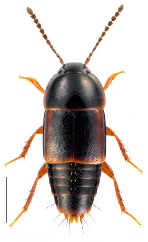 Réf. 174 726 : Tachinus marginellus