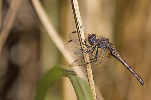Réf. 174 008 : Trithemis annulata