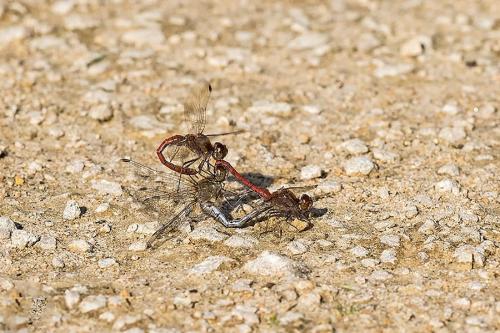 Sympetrum striolatum