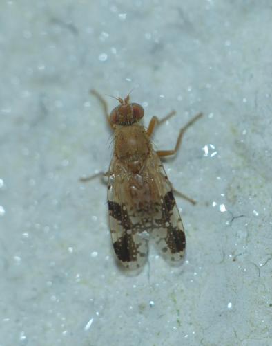 Tephritis bardanae