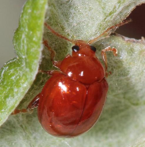 Réf. 174 627 : Sphaeroderma rubidum