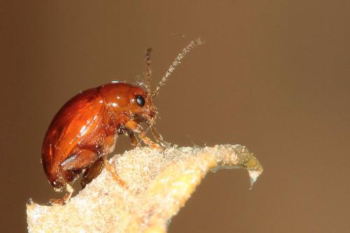 Réf. 174 626 : Sphaeroderma rubidum