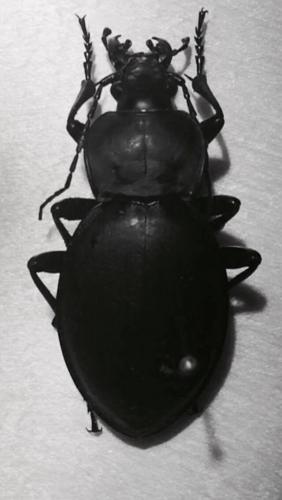 Réf. 174 231 : Carabus coriaceus