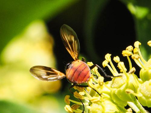 Ectophasia oblonga