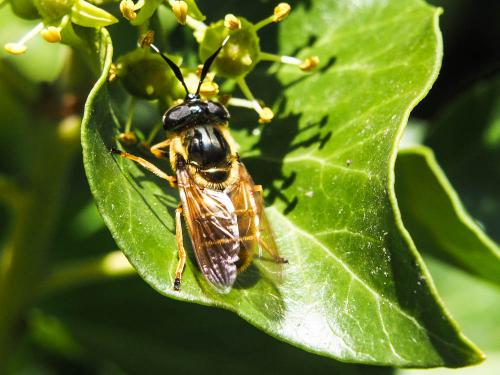 Callicera macquarti