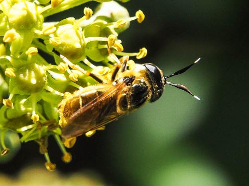 Callicera macquarti
