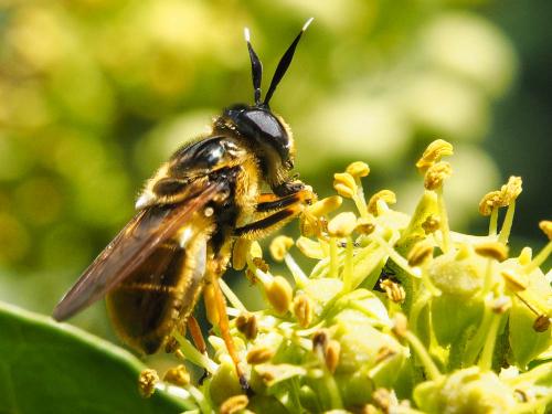 Callicera macquarti
