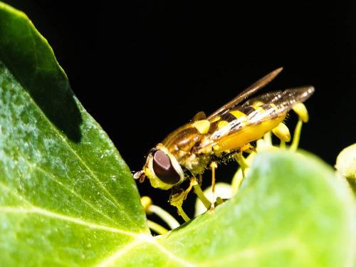 Syrphus vitripennis