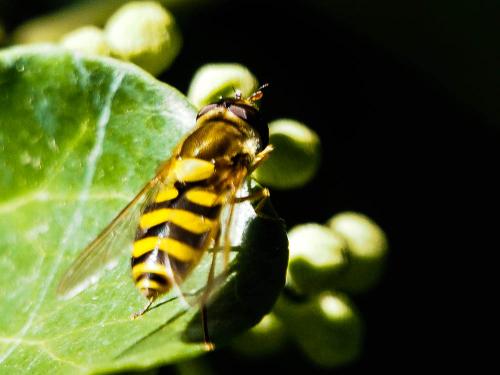 Syrphus vitripennis