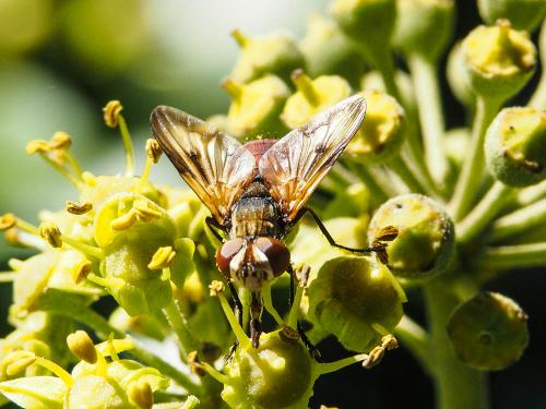 Ectophasia oblonga