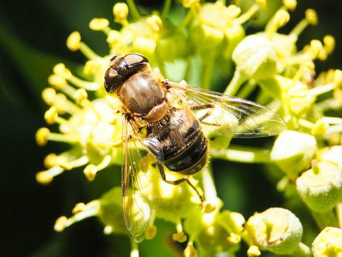 Réf. 174 965 : Eristalis similis