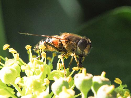 Réf. 174 966 : Eristalis similis
