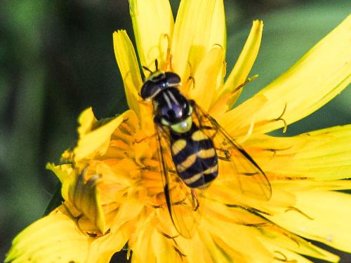 Dasysyrphus albostriatus