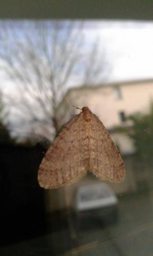 Operophtera brumata