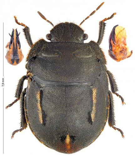 Odontoscelis fuliginosa