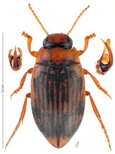 Réf. 174 652 : Nebrioporus ceresyi