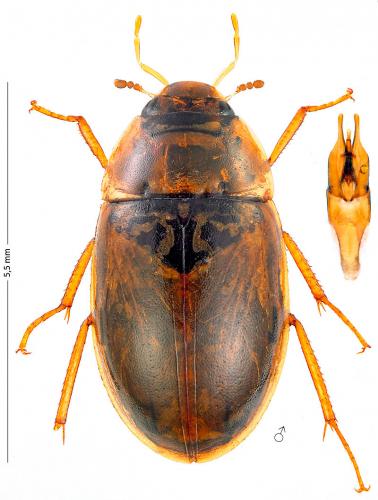 Réf. 174 654 : Enochrus segmentinotatus
