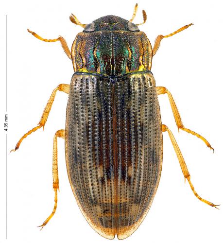 Réf. 174 946 : Helophorus obscurus