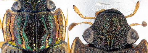 Réf. 174 947 : Helophorus obscurus
