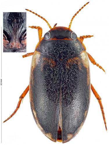 Hydroporus limbatus