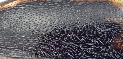 Hydroporus limbatus