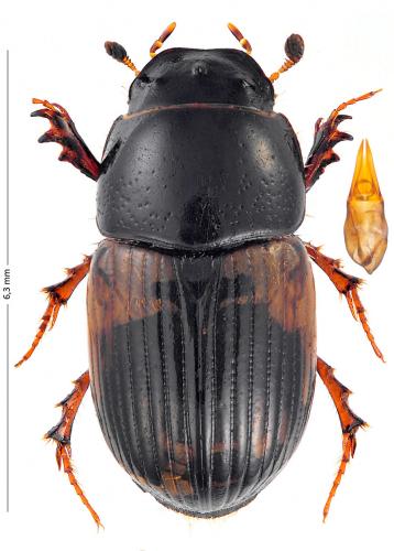 Réf. 174 600 : Aphodius foetidus