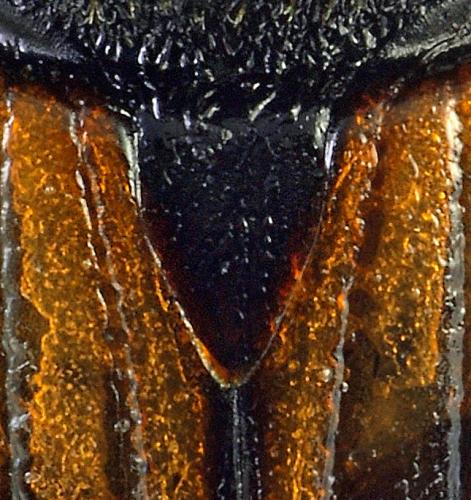 Réf. 174 777 : Aphodius foetidus
