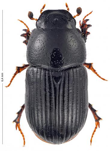 Réf. 174 584 : Aphodius foetidus