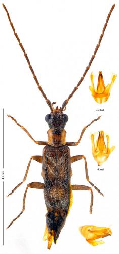 Réf. 174 703 : Malthodes discicollis